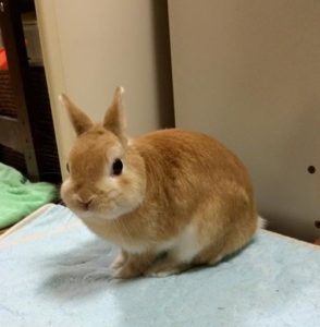 我が家のうさぎのこと コネット動物病院のブログ