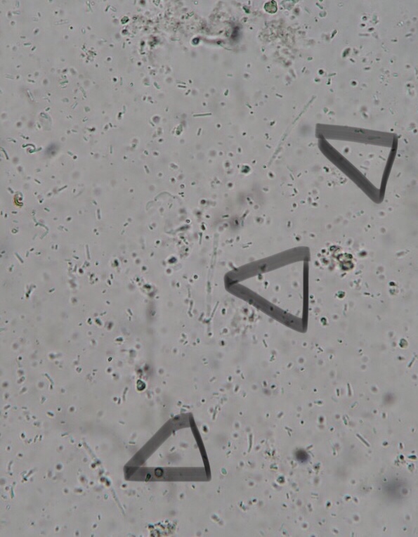 セキセイインコのメガバクテリア マクロラブダス コネット動物病院のブログ