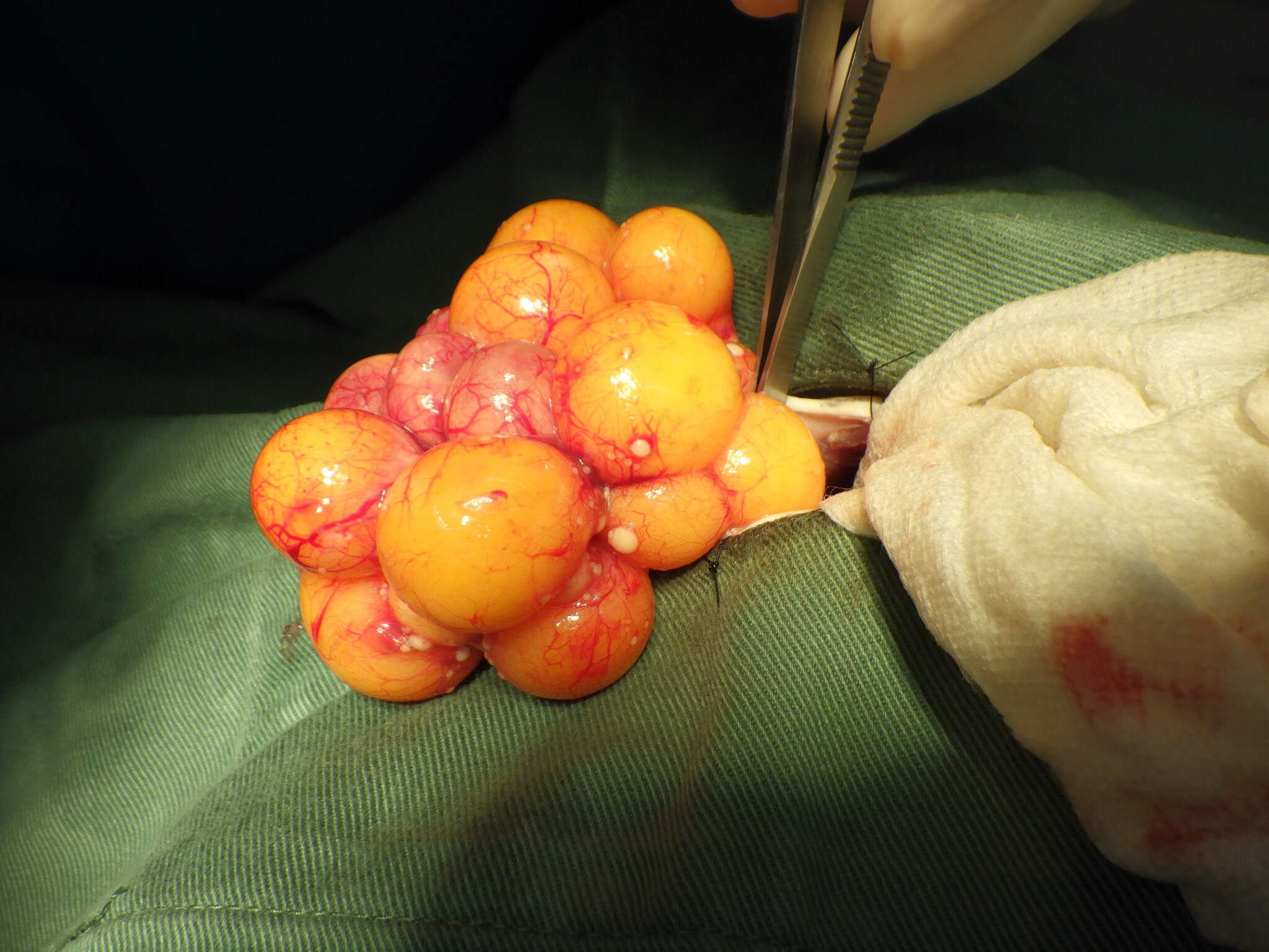 亀の卵づまり 卵巣卵管摘出 コネット動物病院のブログ