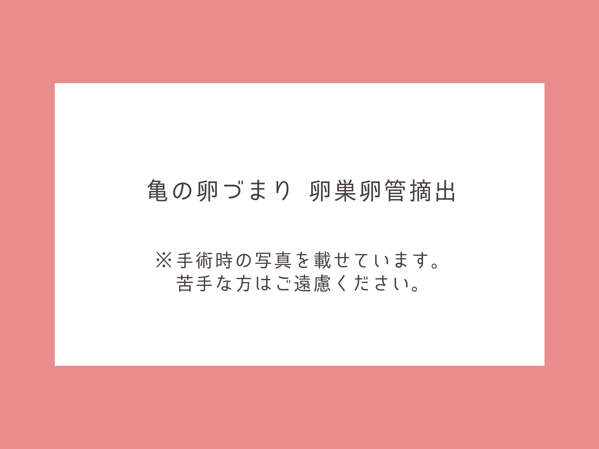 亀の卵づまり 卵巣卵管摘出 コネット動物病院のブログ